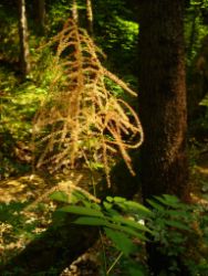 2013-07-20_Regina-F-Rau_Kochel-Rabenkopf (037).JPG
